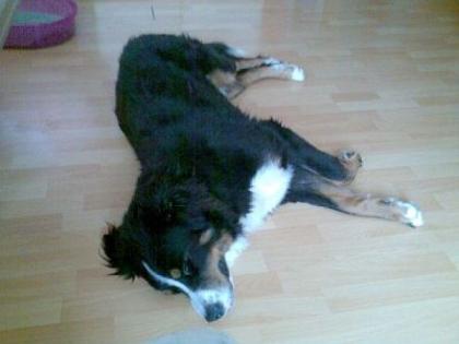 Berner Sennenhundrüde sucht neues Zuhause