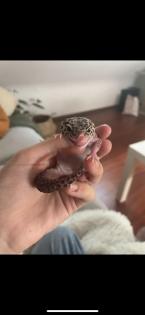 3 Leopardgeckos inkl Terrarium und Technik