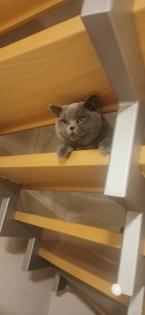 Britisch Kurzhaar Deckkater