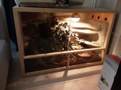 0, 2 Kornnattern mit Terrarium, adult