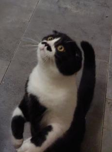 Scotisch fold Katze 6 Monate alt