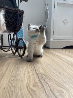 5 super süße Neva Masquarade Babys