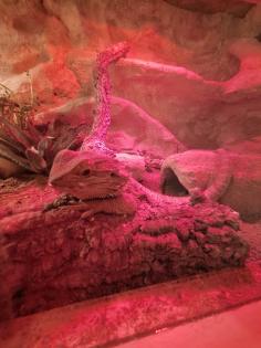 Bartagame mit Terrarium und Zubehör