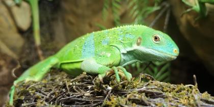 Fidschi Leguane Brachylophus fasciatus
