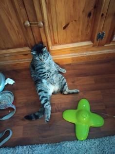 2 Süße Hauskatzen schweren Herzen abzugeben