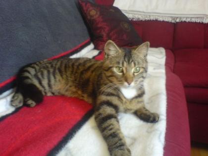 Kater günstig abzugeben Zubehör