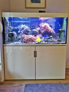 Salzwasseraquarium Auflösung