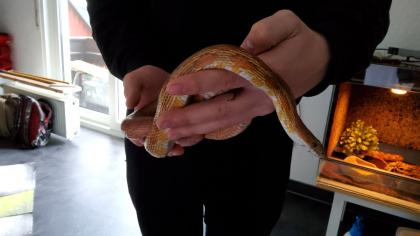 Kornattern 2 Stück eine Albino und eine Naturell