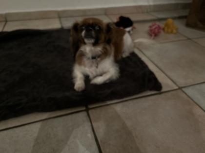 Zuckersüßes Chiwauwau Mädchen 3 Jahre