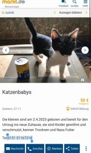 Katzen Kater Babykatzen