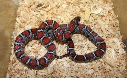 Lampropeltis Mexicana mexicana