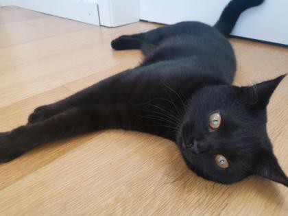 Kater BKH - schwarz/dunkelbraun - 8 Monate alt