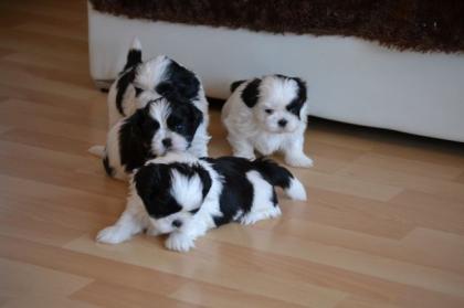 Shih-Tzu Welpen
