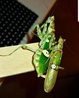 Creobroter gemmatus, asiatische Blütenmantis, Gottesanbeterin, Mantis