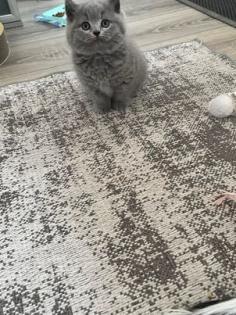 Britisch kurzhaar kitten