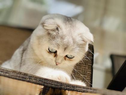 Scottish Gold Katze kater