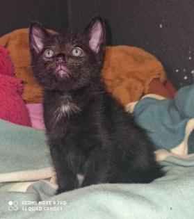 4 baby Kater suchen noch