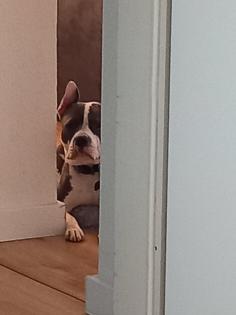 Mischlingsrüde Pacco 1 Jahr alt