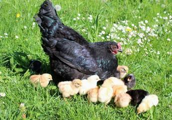 Nachgezüchtete Vorwerk Hühner, Marans, Araucaner Grünseger Hühner u. a. zu Verkau