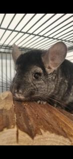 2 Chinchilla Männchen zu verkaufen