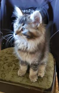 Wunderschöne Maine Coon Mix Kitten