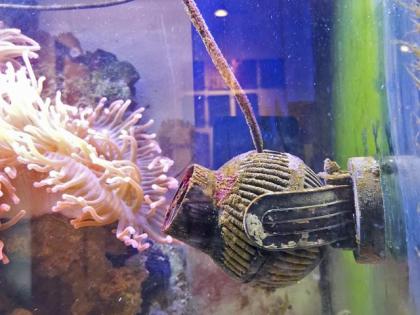 Salzwasseraquarium Auflösung