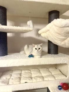 BKH Deckkater Sunshine Black Silver Shaded