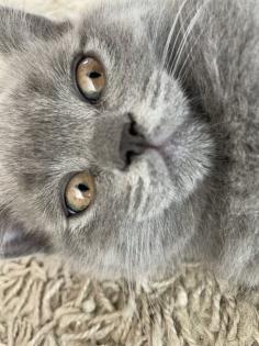 BKH Kitten, Britisch Kurzhaar, Katzenbabys, Kitten