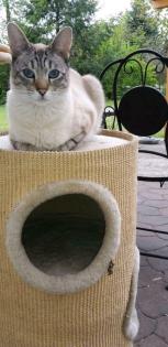 Suche/Vermisst Kater/Katze Siam-Mix Kion Belohnung
