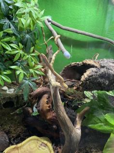 Kornnattern mit Terrarium