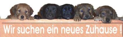5 traumhafte Mischlingswelpen suchen ein neues Zuhause