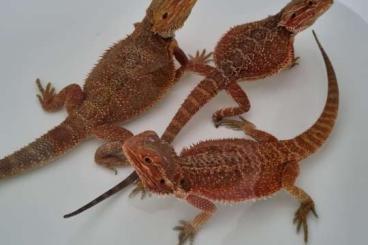1. 2 Bartagame Sandfire and Highred Pogona vitticeps