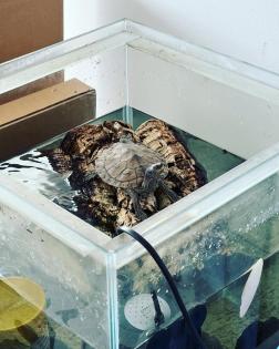 Wasserschildkröte Mississippi Höckerschildkröte