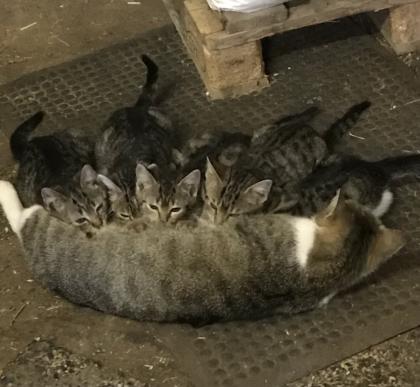 12 Wochen alte Kitten suchen ein neues Zuhause