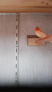 Kannarienvögel intensiv rot und Mosaik