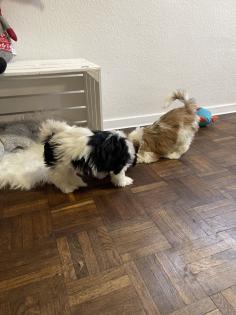 Süße cavalier- Shihtzu welpen/ CavaTzu abzugeben