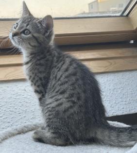 BKH/EKH Mix Kitten suchen ein zuhause