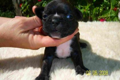 FRANZÖSISCH BULLDOG WELPEN, RÜDE HÜNDIN ABZUGEBEN