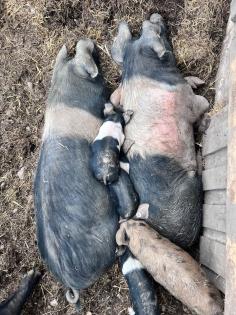Berkshire Angler Sattelschwein Ferkel Schwäbisch Hällisch BIO