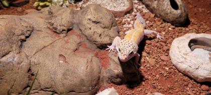 Leopardengeckos mit Terrarium