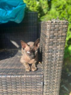 Sphynx Kater 3, 5 Jahre