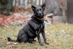 EMILIO - männlich 9 Jahre 49 cm 19. 8 kg Mischling Gechipt Kastriert
