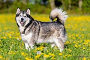 MuBalu - männlich 2 Jahre 65 cm 40 kg Alaskan Malamute Gechipt Kastriert