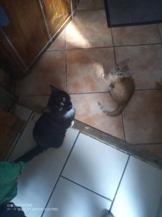 Niedliche hübsche Kater abzugeben