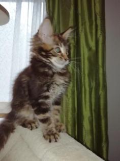 Maine Coon Kittenkater mit tollem Stammbaum jetzt Abgabe bereit