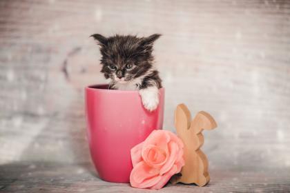 Maine Coon Kitten Prinzessinen