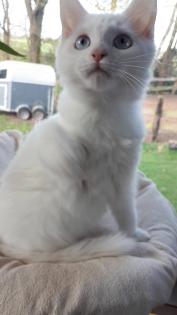 Main Coon Menschenbezogen