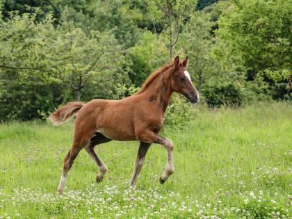Reitponyhengstfohlen