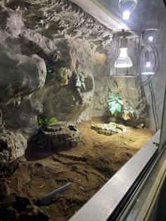 Königspython Jelly Belly mit Terrarium abzugeben