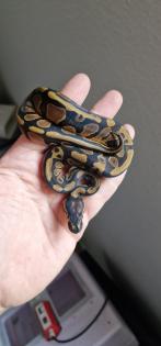 2. 2 Mahogany het albino königspython